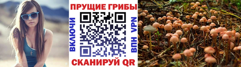 Купить  Ржев  Псилоцибиновые грибы GOLDEN TEACHER 